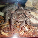 tarantula, ptasznik, pająk, Lisiodora