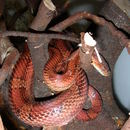 wąż zbożowy, Elaphe guttata guttata